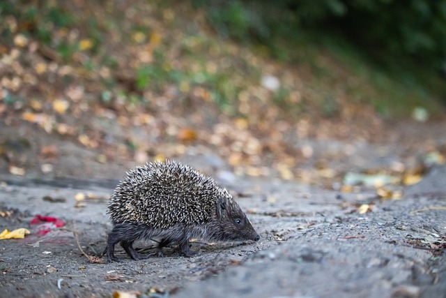 斯玛特谈詹姆斯复出：他球商极高，所有人因为他在场受益匪浅